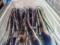 [통영] 통영영운호14석) 왕갈치 대치로 쿨러가득 조과차는 있습니다 (2… 사진