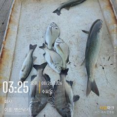 병산 감성돔 농어 숭어 선외기흘림조황~~ 사진