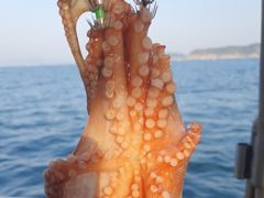 [진해] 26일 돌문어 키로급외 장원15수12수10수등 퍽퍽..  ( 예… 사진