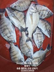유촌 형만레저 선외기 감성돔 흘림 조황입니다 사진