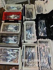 26일새벽 내만갈치 피딩에 정신없이 엄청 잡았네요~!!목요일부터 예약가능