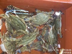 26일 뉴라이브호 실시간 야간꽃게낚시 마릿수  좋아요  내일도갑니다, 사진