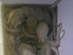 돌문어주,야간k급외편일마릿수호조황손맛장!!! 사진