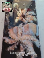 여수 짱구호 8월24일(월)  문어(총167수)조황 및 출조모집 사진