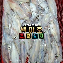 8.26 제주 백야호 한치.갈치 조황 사진