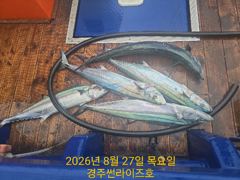 27일 오후 대삼치 조황 사진