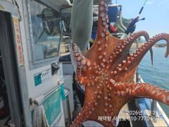 "돌문어" 완전초보자님들도 마릿수 조황좋아요~^^(예약가능)