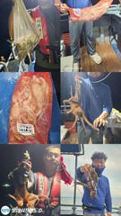 [포항] 포항 돌문어 사진