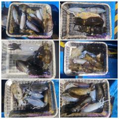 [통영] 8/26. 무늬오징어 팁런조황 사진