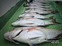 [거제] [거제비버호] 5짜 4짜들 대박 마리수 조황(주말예약가능) 사진
