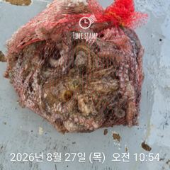 암초 포인트 문어 낚시 사진