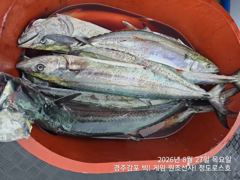 [경주] 8/27 오후타임 실시간 미터오버 대삼치 빅! 히트중입니다. (… 사진