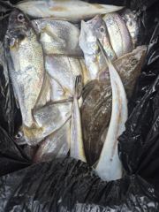8/27일 형제피싱호 백조기 조황입니다!!! 사진