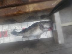 삼길포 만석좌대 8월 27일 자연식 조황 입니다 사진