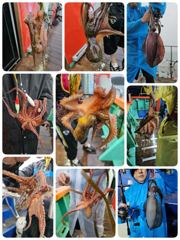 포항돌문어제조황 오늘 금요일모집중입니다 사진