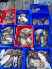 [사천] 다래호 ❤️주간 갑오징어 ❤️야간 갈치지깅(텐야 텐빈 메탈지그)… 사진
