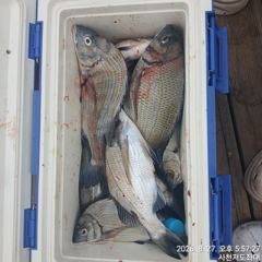 [사천] (사천저도좌대&펜션)8월27일 저도좌대 조황 사진