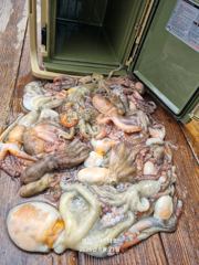 [ 여수만진스타호 ] 주말 야간문어 / 일요일 내만갈치 모집합니다 !! 자리여유~~ 사진