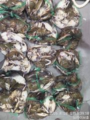 27일 뉴라이브호 야간꽃게낚시 왕대박 마무리조황 오늘도갑니다~~ 사진