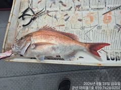 ★★아리울1호★★참돔 오전반 70수!!(8/28) 사진