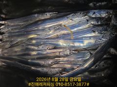 내만칼치ㅡ엄청 올라옵니다,밤새도록 피딩에 쿨러가득(오늘 예약가능) 사진