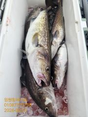 임원항써니호 대구조황입니다