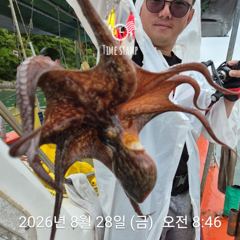 [사천] 문어 평균 11마리 사진