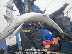 [경주] 28/금, 오후타임 대삼치들 낚시 중간 현재상황! 사진