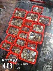 갑오징어 마리수 좋습니다  사진