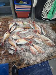 조황정보 - 삼길포 헌터호 8/28 참돔 타이라바 9인 반나절조황 - 삼길포 씨유만석낚시 사진