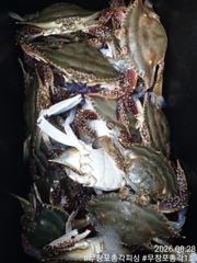 [총각1호 김진태(18인승)]꽃게낚시 조황입니다! 너무 잘나옵니다!! 게들 너무 많아요!!!내일도 정상출항~!!!!! 사진
