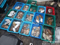 오늘의조황 - 청남호 7월5일 갑오징어 조황입니다 - 청남호,뉴청남호,안면도,영목항 ,선상낚시,청남낚시마트,