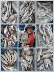 [무창포아파치호] 8월28일(금), 먼바다 왕백조기들과 참돔 조황~ㅎ 내일(토,29일)도 정상출조, 자리여유, 전화주세요~ 010-8422-0866.