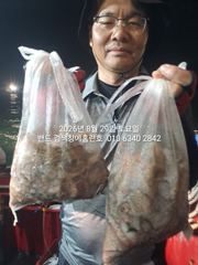 8월28일 굿마무리 군산홈런호 야간 문어 마무리조황 입니다! 날씨도 좋지 않은 상황 속에서 조사님들 수고 하셨습니다.