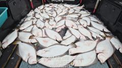 군산 프로호 8월28일 광어다운샷 조황입니다! 일요일 정상출항합니다~ 사진