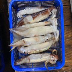 8월 28일 야간 한치(오징어)&갈치텐빈(반타임) 조황
