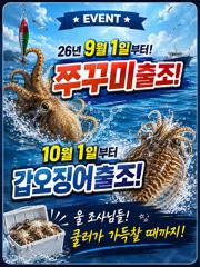 9월1일부터!쭈꾸미출조합니다!  만쿨만쿨!