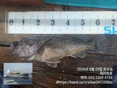 8/29일, 아~싸~! 먼침선,  개우럭~6짜 2마리, 65cm… 사진