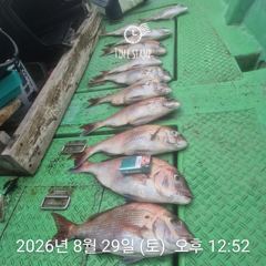 [거제] 백호피싱 참돔찌낚시 5짜5짜5짜4짜등~진한손맛
