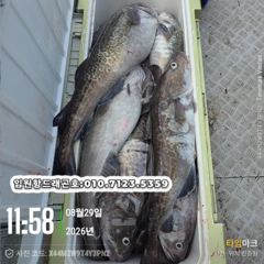 임원항드래곤호 왕대구 조황입니다