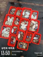 8월29일 토요일 갑오징어 조황입니다 