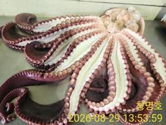 공현진 22인승 뉴창명호 대왕문어 13키로 조황