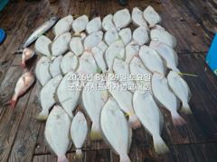 29일,오늘도 굿굿 대광어 참 무쟈게 나오네요. 웬 광어가 이리… 사진
