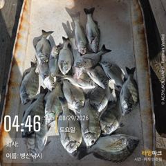 병산  감성돔마리수  농어 숭어 마리수  선외기 및 내만 갯바위 조황