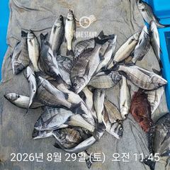 [사천] 삼천포 내만권 감성돔 사진