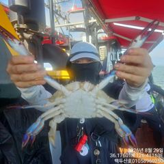 8월29일 홍원항 백두산호 꽃게 조황입니다.. 사진