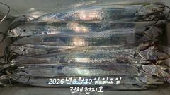 2026년 08월 29일 토요일 내만 갈치 조황