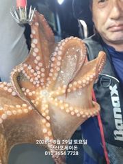8월29일-문어 야간출조 수중전 조황 사진