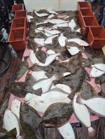 광어조황 글만 보기 사진