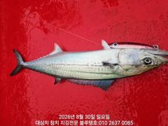 30일 일욜 새벽 조황, 실시간 모습! 사진